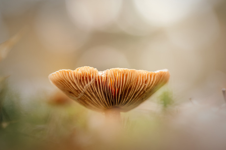 Het is de tijd van de paddestoelen