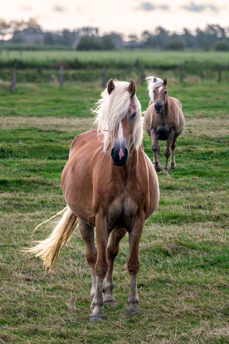 Haflinger