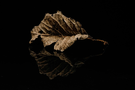 Hortensia blad