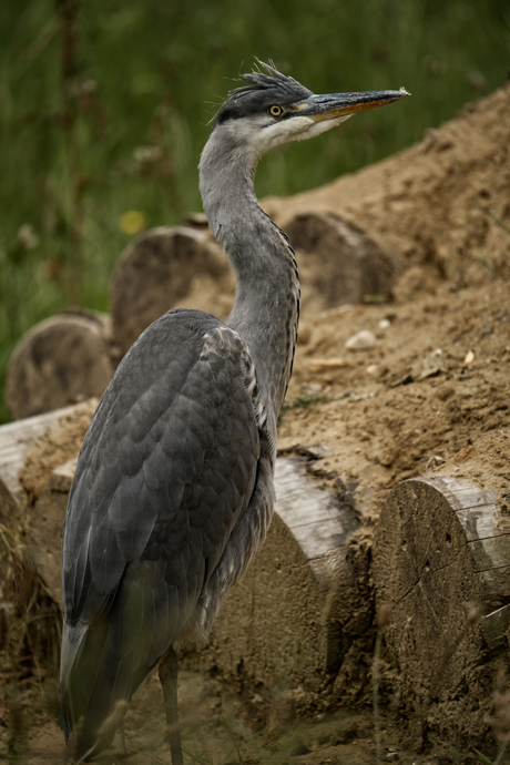 Reiger