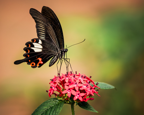 Beauty vlinder Papilio helenus