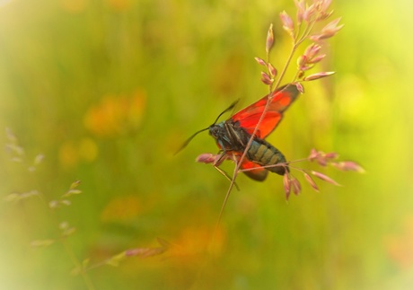 In het veld