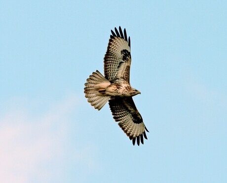 Buizerd