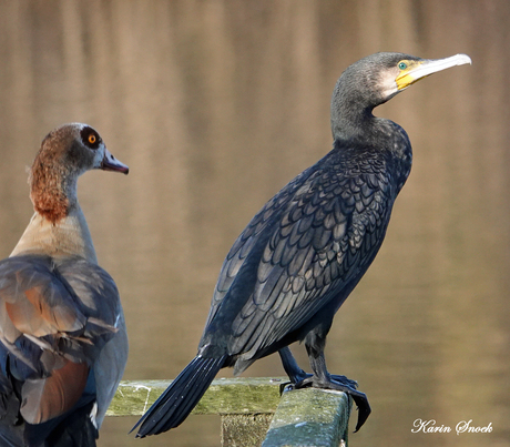 "Wat doe je........"