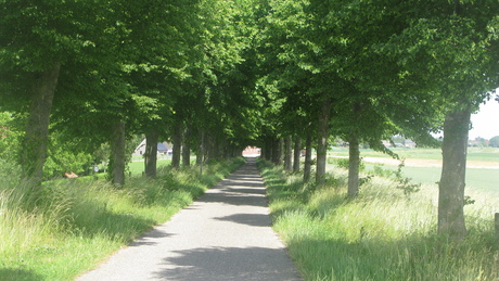 Weggetje met bomen Zevenbergen