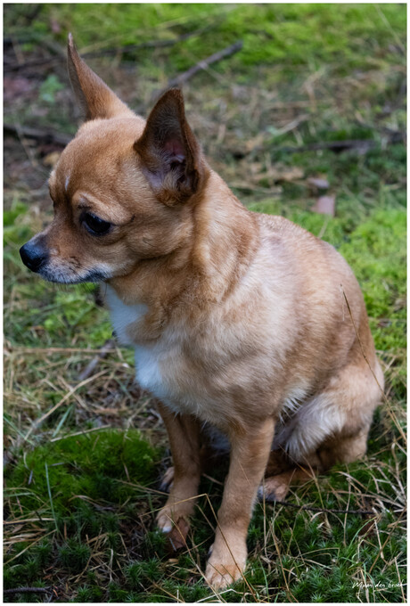 Onze chihuahua lola