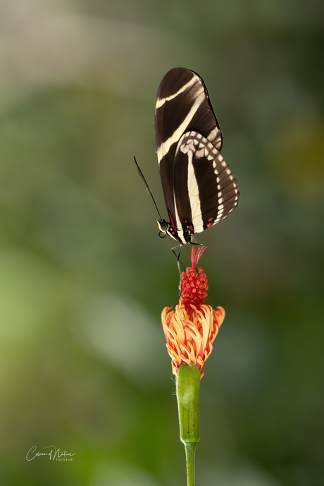 Heliconius charitonia..-