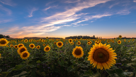 Zonnebloemen