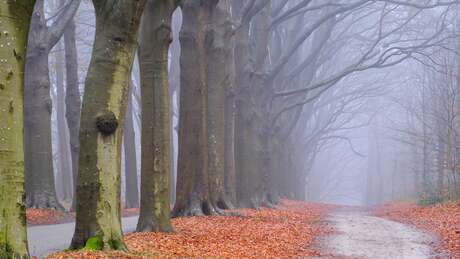 Mistige zondagochtend