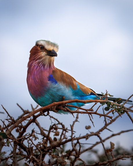 Vorkstaartschakelaar