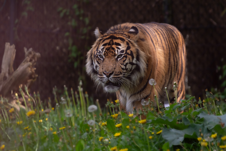 Sumatraanse tijger