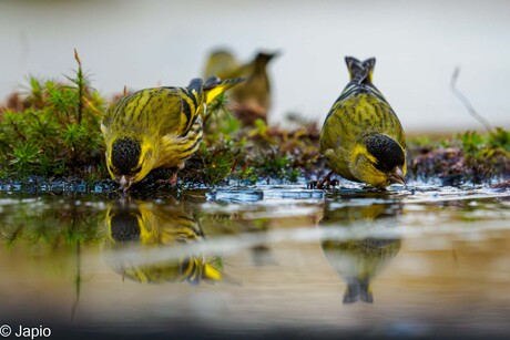 Sijsjes aan het drinken