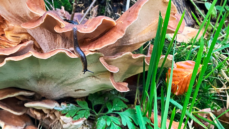 Naaktslak op Zwarte elfenbankzwam.