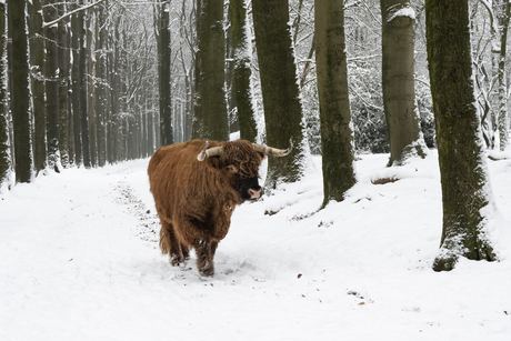 wandeling in de sneeuw