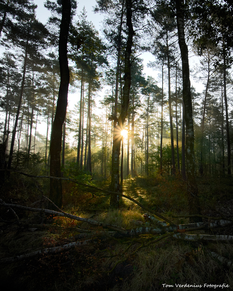 Zonsopkomst in de Tongerse bossen