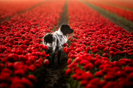 A spring dream ❤️