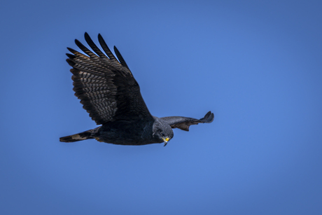 Bandstaartbuizerd