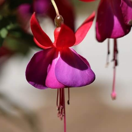 Fuchsia