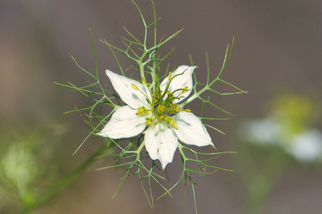 Macro opname van een bloem