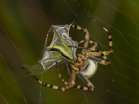 Wespspin met diner