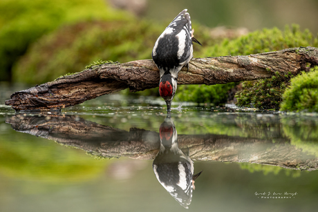 Thirsty reflection