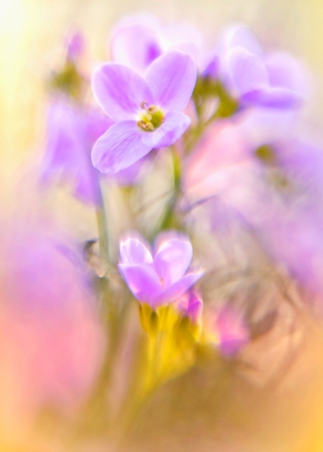 Pinksterbloemen 