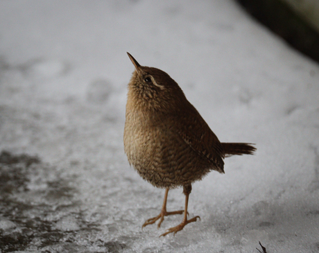 Winterkoning in de sneeuw 
