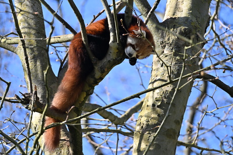 Dromen in de boomtoppen