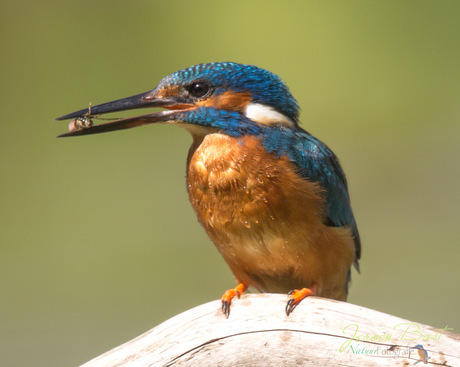 Ijsvogel