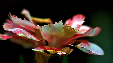 Werwelkte tuinbloem