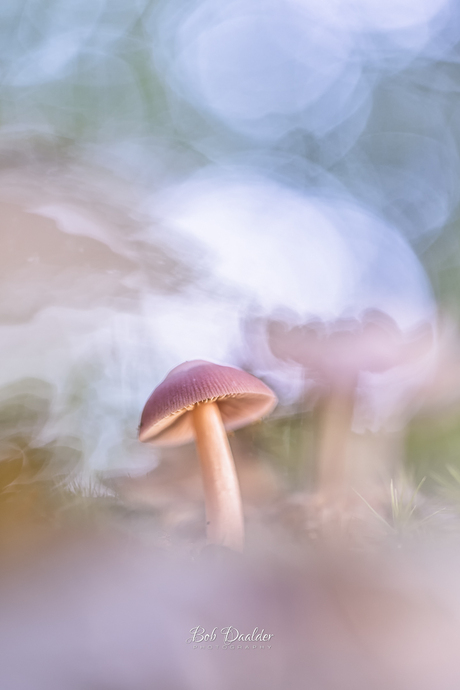 Man, man, man, wat heb ik weer genoten in het bos