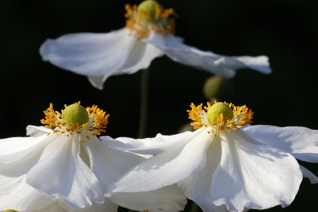 Onder moeders paraplu