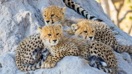 Cheeta
