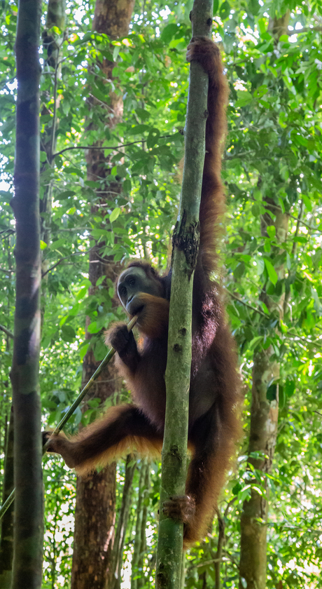 Orang-oetan op Sumatra