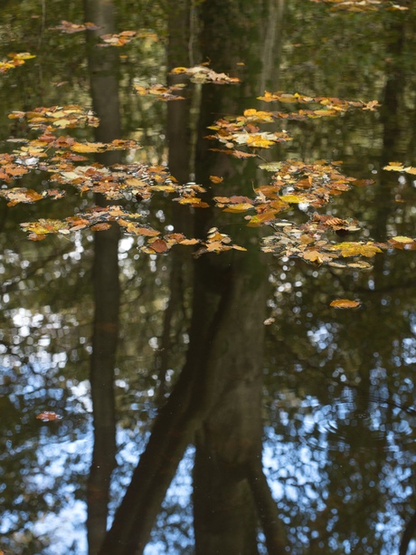 Zwevend Herfstblad