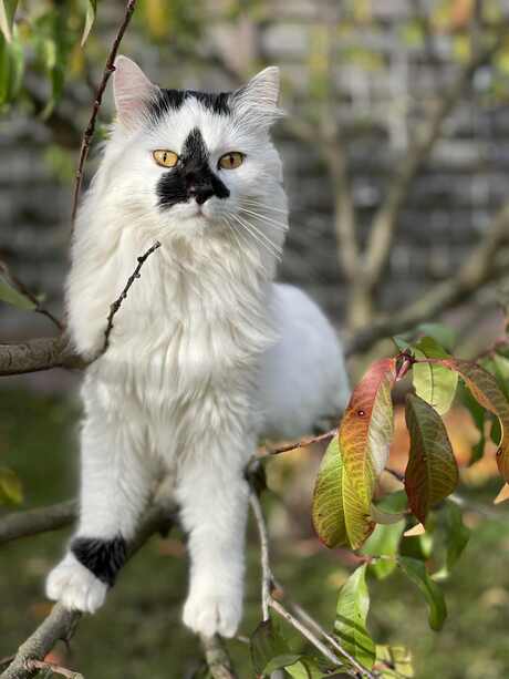 Fluffy