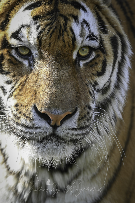 Tijger