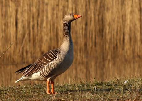 grauwe gans