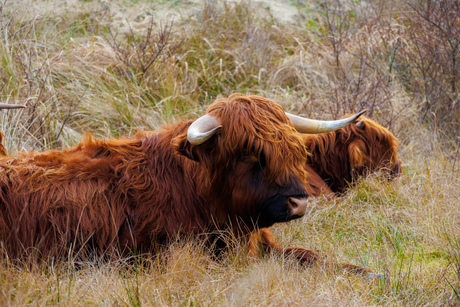 Schotse Hooglander
