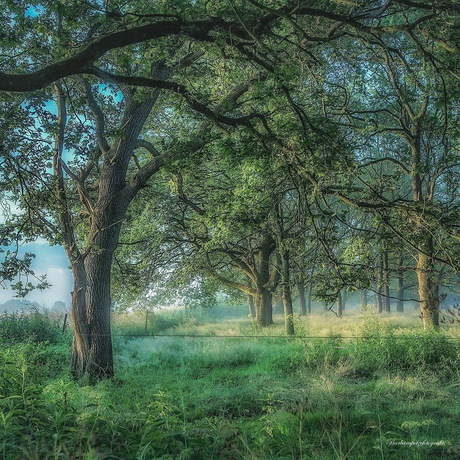 Een mooie , vroege, zomerse ochtend.