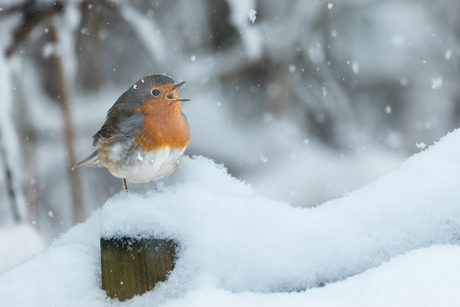 I'm singing in the... snow!