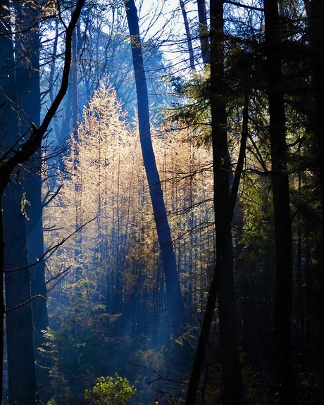 Licht in het bos 🌳 
