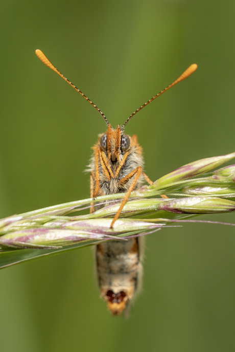 Moerasparelmoervlinder