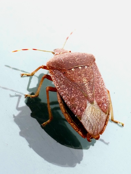 bruingemarmerde schildwants