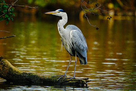 Reiger