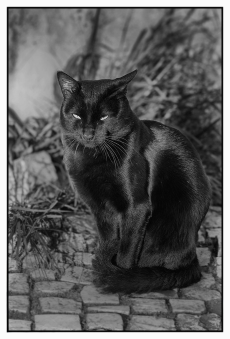 Zwarte Kat