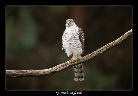 Sparrowhawk
