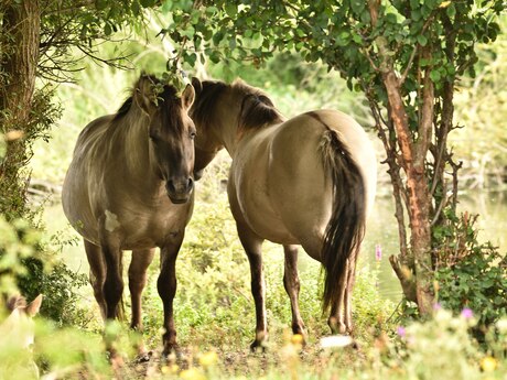 Konik