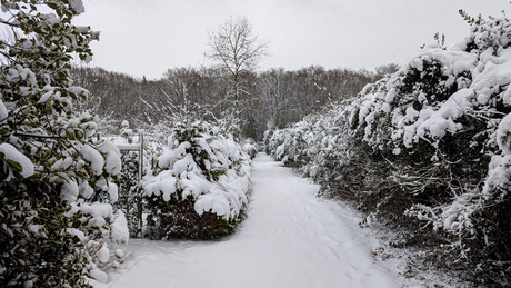 Sneeuwlaan