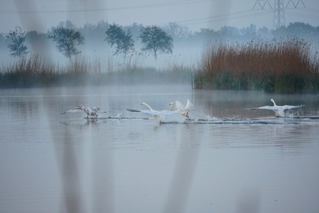 Weg vliegende zwanen